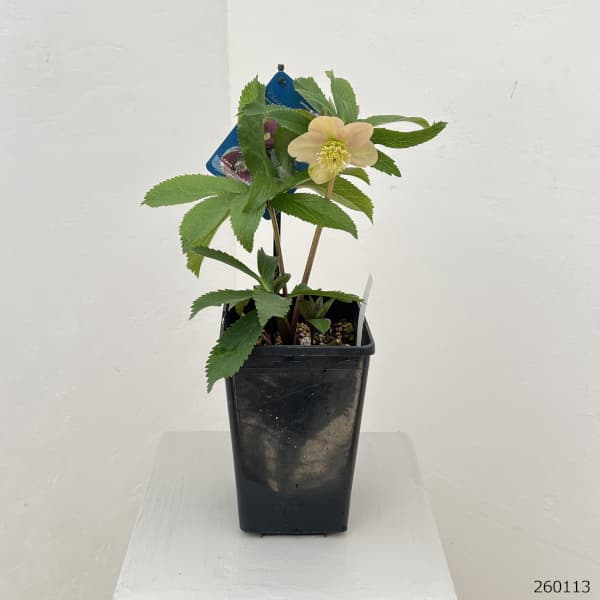 クリスマスローズ：ベーシックシングル26-01／1.5Lポット【現品販売】