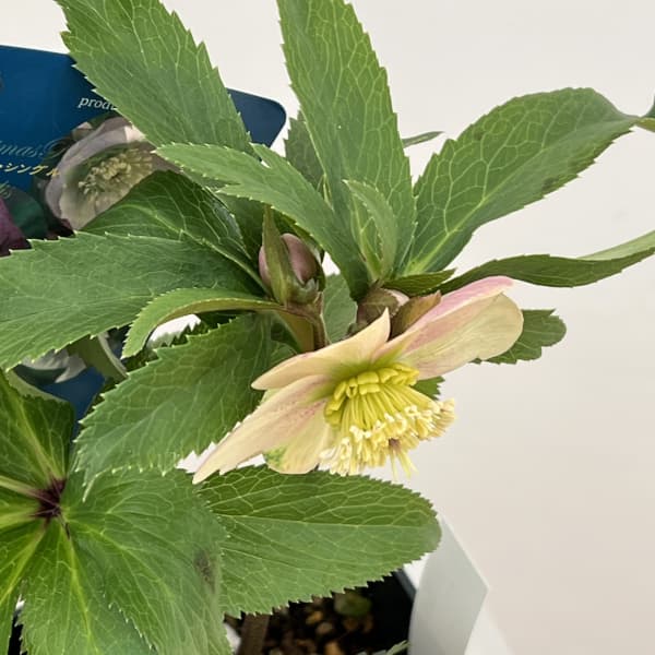 クリスマスローズ：ベーシックシングル26-01／1.5Lポット【現品販売】