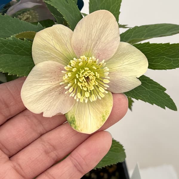 クリスマスローズ：ベーシックシングル26-01／1.5Lポット【現品販売】