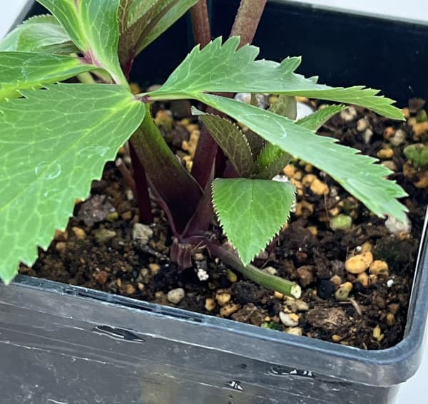 クリスマスローズ：ベーシックシングル26-01／1.5Lポット【現品販売】