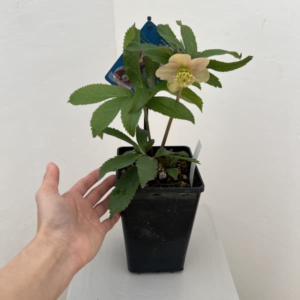 クリスマスローズ：ベーシックシングル26-01／1.5Lポット【現品販売】