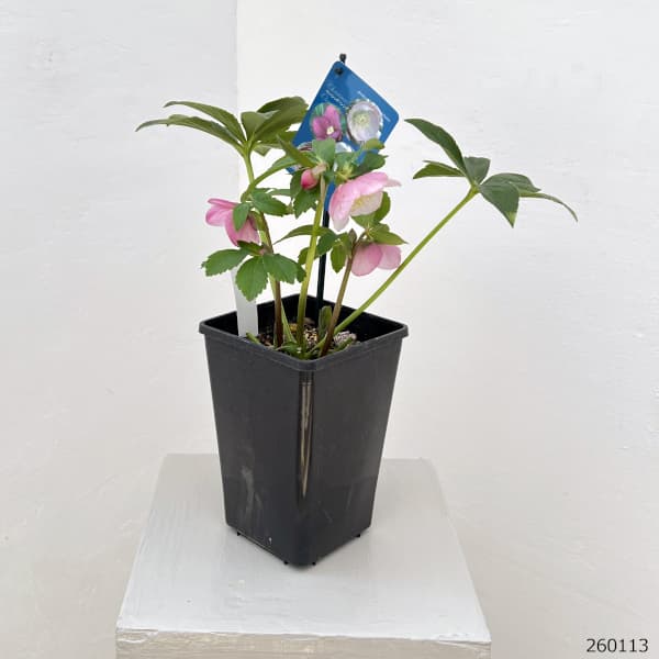 クリスマスローズ：ベーシックシングル26-02／1.5Lポット【現品販売】