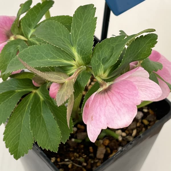 クリスマスローズ：ベーシックシングル26-02／1.5Lポット【現品販売】