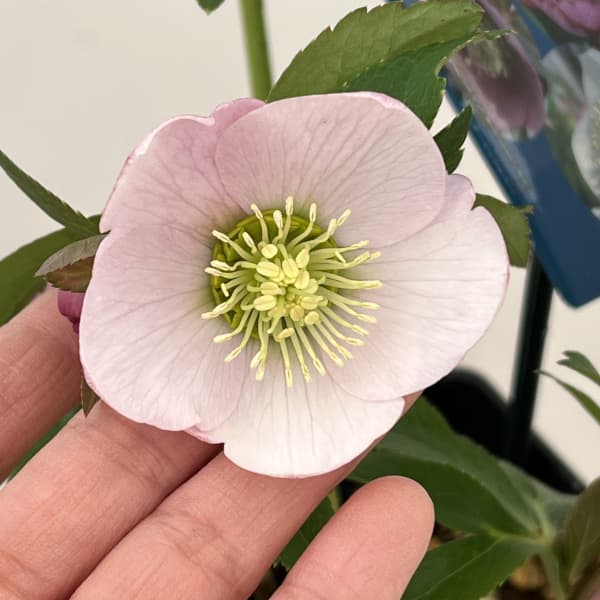 クリスマスローズ：ベーシックシングル26-02／1.5Lポット【現品販売】