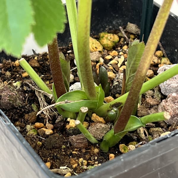 クリスマスローズ：ベーシックシングル26-02／1.5Lポット【現品販売】