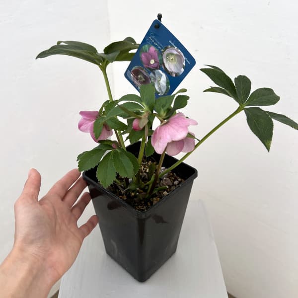 クリスマスローズ：ベーシックシングル26-02／1.5Lポット【現品販売】