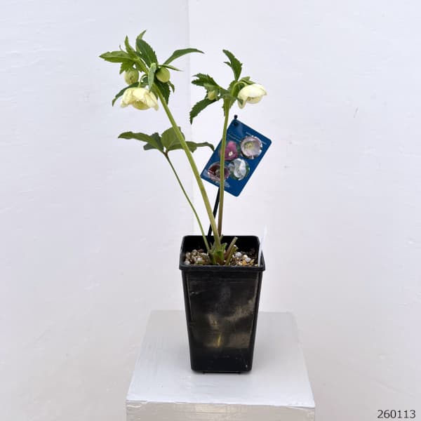 クリスマスローズ：ベーシックシングル26-03／1.5Lポット【現品販売】