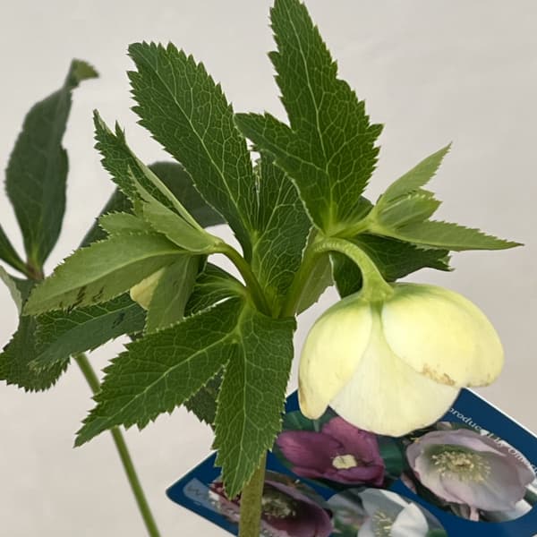 クリスマスローズ：ベーシックシングル26-03／1.5Lポット【現品販売】