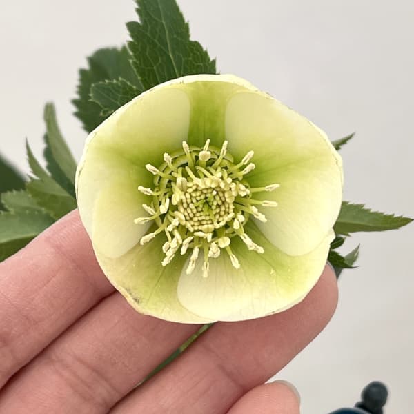 クリスマスローズ：ベーシックシングル26-03／1.5Lポット【現品販売】