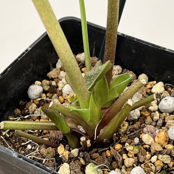 クリスマスローズ：ベーシックシングル26-03／1.5Lポット【現品販売】