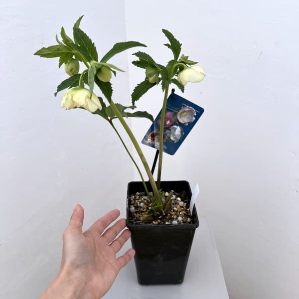 クリスマスローズ：ベーシックシングル26-03／1.5Lポット【現品販売】