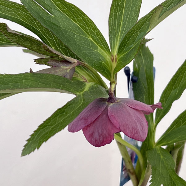 クリスマスローズ：ベーシックシングル26-04／1.5Lポット【現品販売】