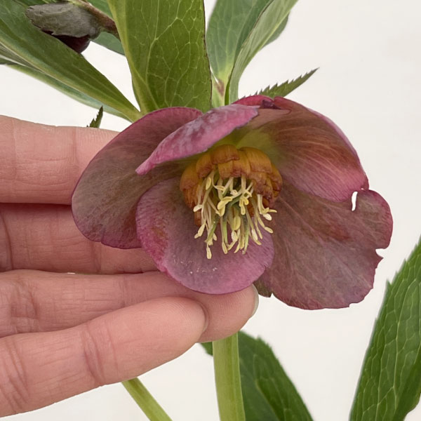 クリスマスローズ：ベーシックシングル26-04／1.5Lポット【現品販売】