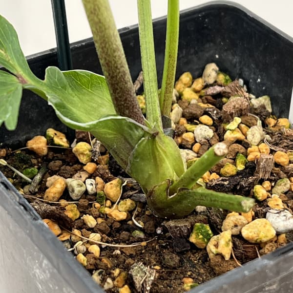 クリスマスローズ：ベーシックシングル26-04／1.5Lポット【現品販売】