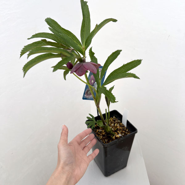 クリスマスローズ：ベーシックシングル26-04／1.5Lポット【現品販売】