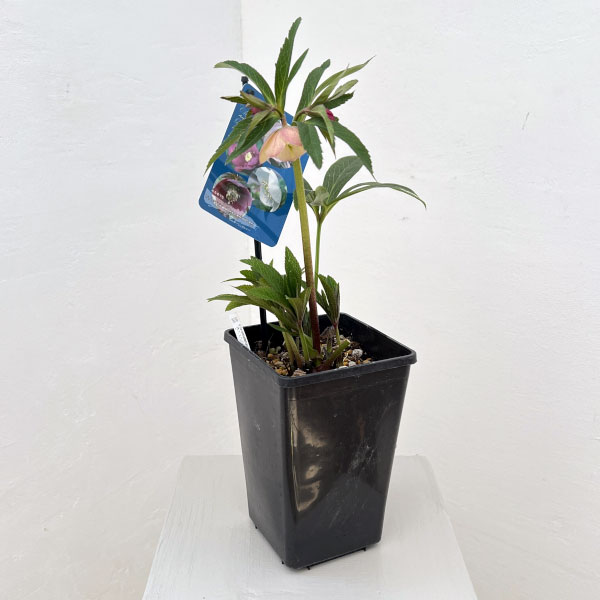 クリスマスローズ：ベーシックシングル26-05／1.5Lポット【現品販売】