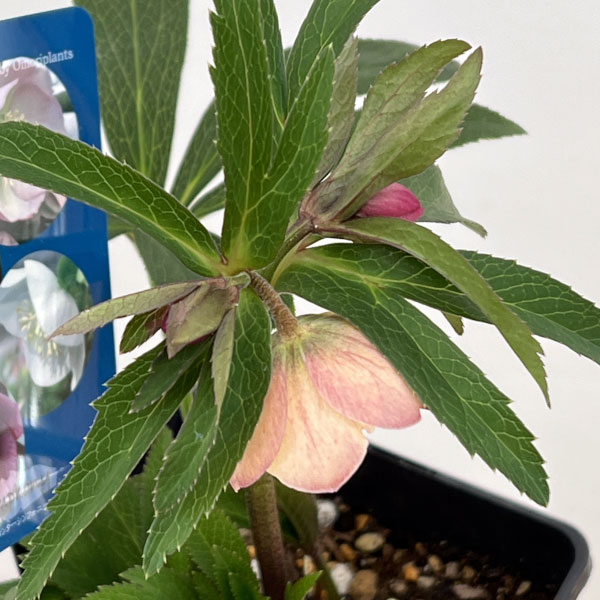 クリスマスローズ：ベーシックシングル26-05／1.5Lポット【現品販売】