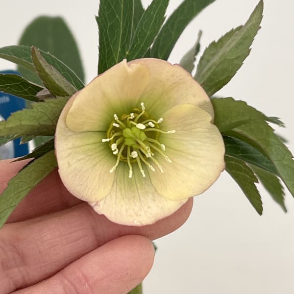 クリスマスローズ：ベーシックシングル26-05／1.5Lポット【現品販売】