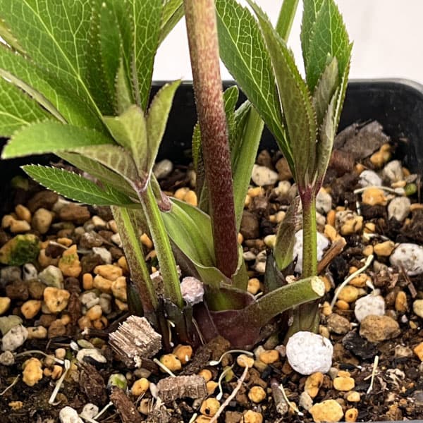 クリスマスローズ：ベーシックシングル26-05／1.5Lポット【現品販売】