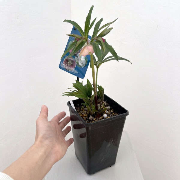 クリスマスローズ：ベーシックシングル26-05／1.5Lポット【現品販売】