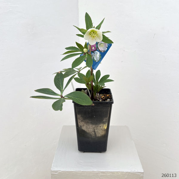 クリスマスローズ：ベーシックシングル26-06／1.5Lポット【現品販売】