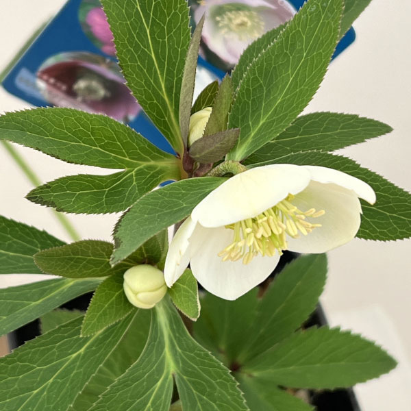 クリスマスローズ：ベーシックシングル26-06／1.5Lポット【現品販売】