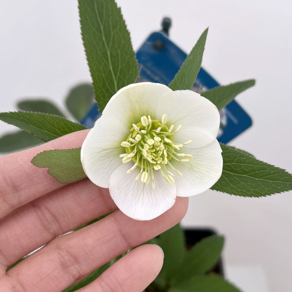 クリスマスローズ：ベーシックシングル26-06／1.5Lポット【現品販売】