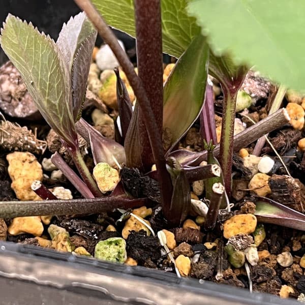 クリスマスローズ：ベーシックシングル26-06／1.5Lポット【現品販売】