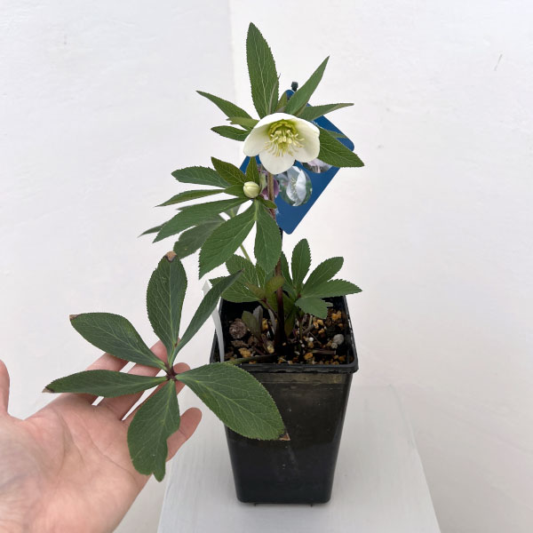 クリスマスローズ：ベーシックシングル26-06／1.5Lポット【現品販売】