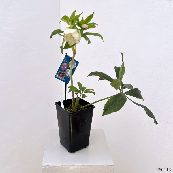 クリスマスローズ：ベーシックシングル26-07／1.5Lポット【現品販売】