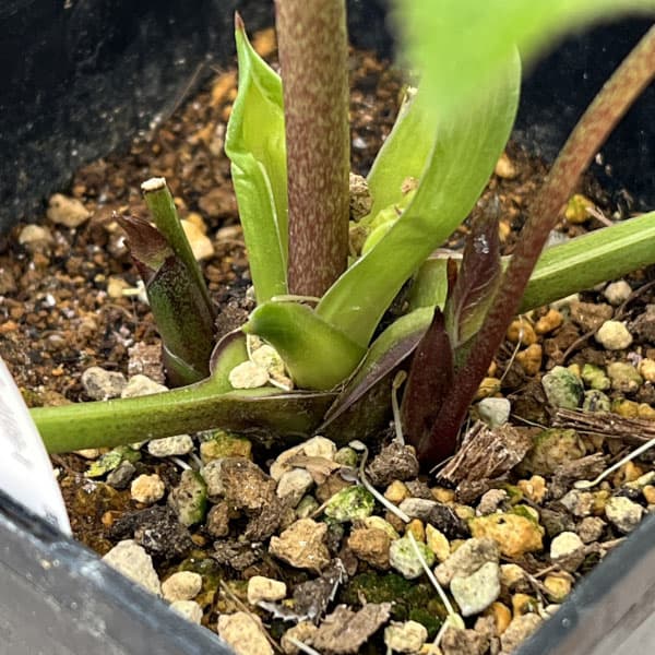 クリスマスローズ：ベーシックシングル26-07／1.5Lポット【現品販売】