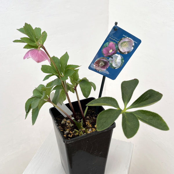 クリスマスローズ：ベーシックシングル26-08／1.5Lポット【現品販売】