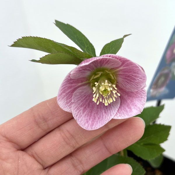 クリスマスローズ：ベーシックシングル26-08／1.5Lポット【現品販売】