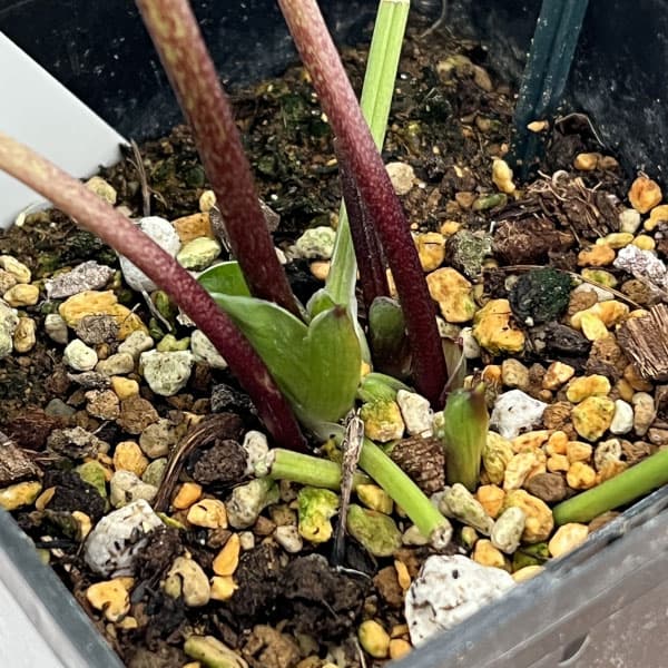 クリスマスローズ：ベーシックシングル26-08／1.5Lポット【現品販売】