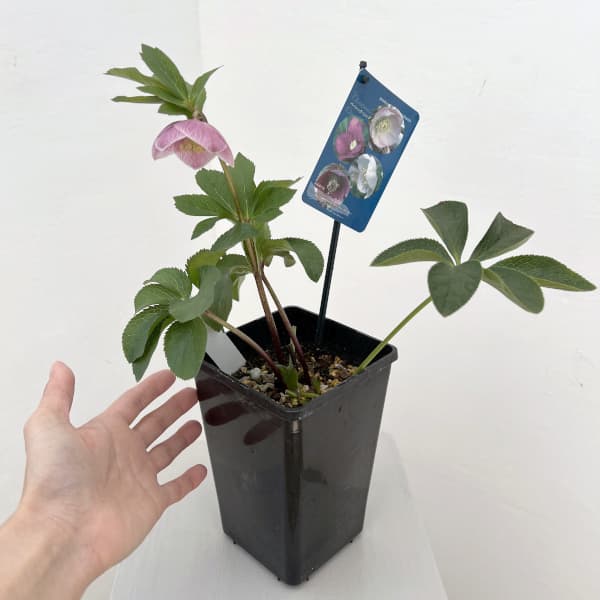 クリスマスローズ：ベーシックシングル26-08／1.5Lポット【現品販売】