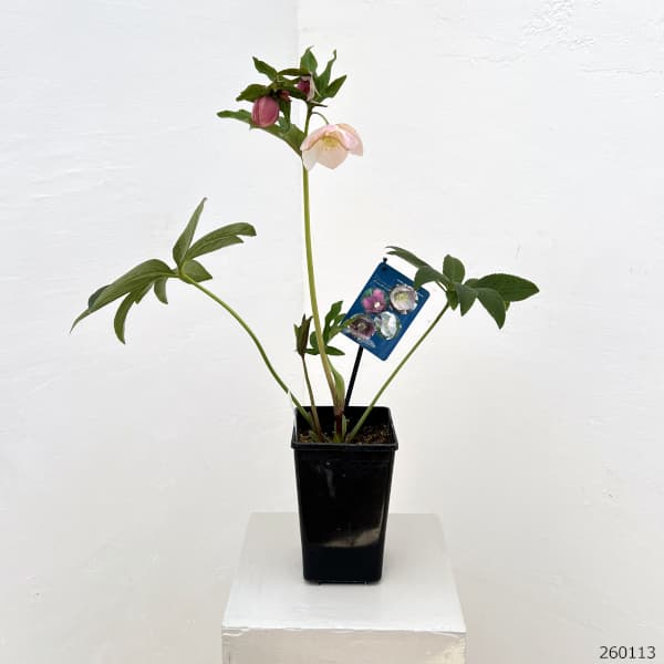 クリスマスローズ：ベーシックシングル26-09／1.5Lポット【現品販売】