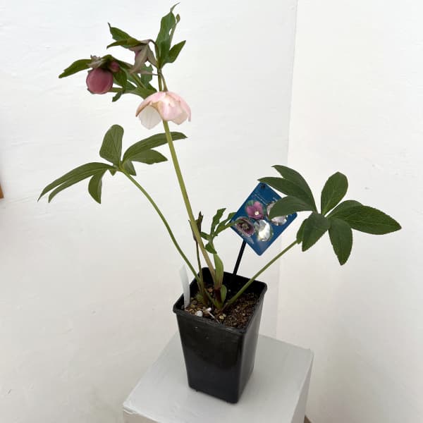 クリスマスローズ：ベーシックシングル26-09／1.5Lポット【現品販売】