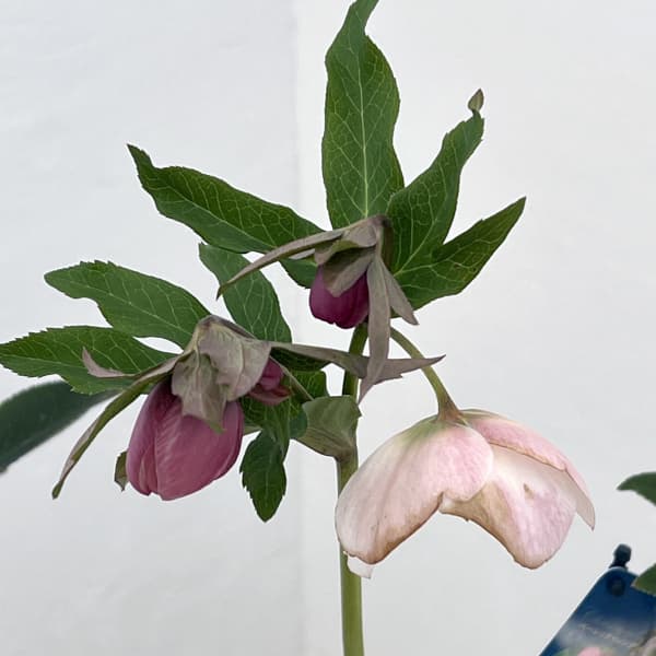 クリスマスローズ：ベーシックシングル26-09／1.5Lポット【現品販売】