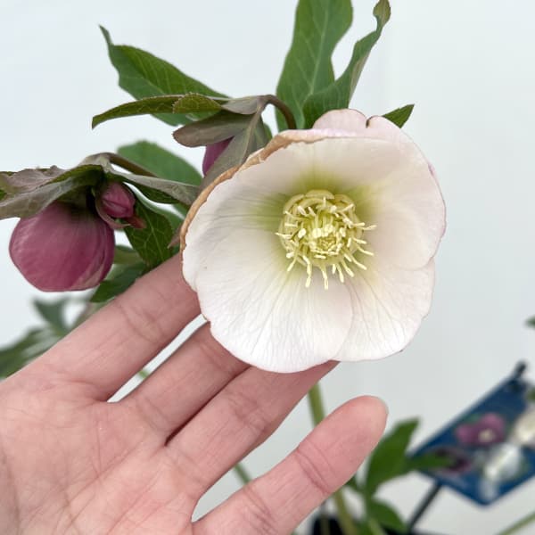 クリスマスローズ：ベーシックシングル26-09／1.5Lポット【現品販売】