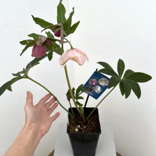 クリスマスローズ：ベーシックシングル26-09／1.5Lポット【現品販売】