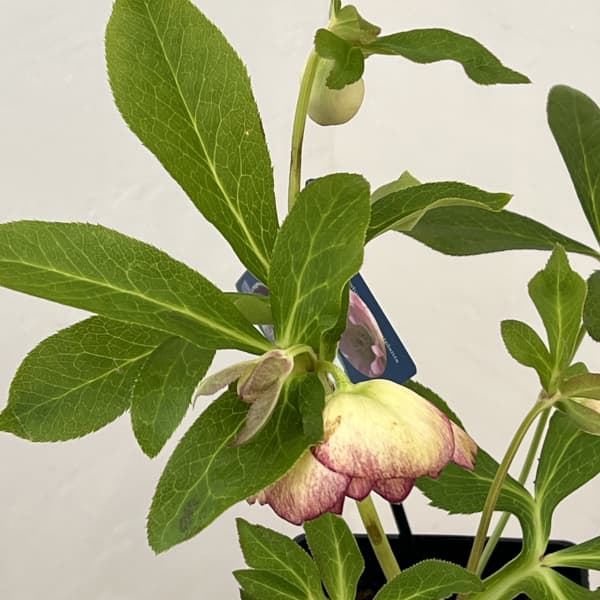 クリスマスローズ：ベーシックダブル26-01／1.5Lポット【現品販売】