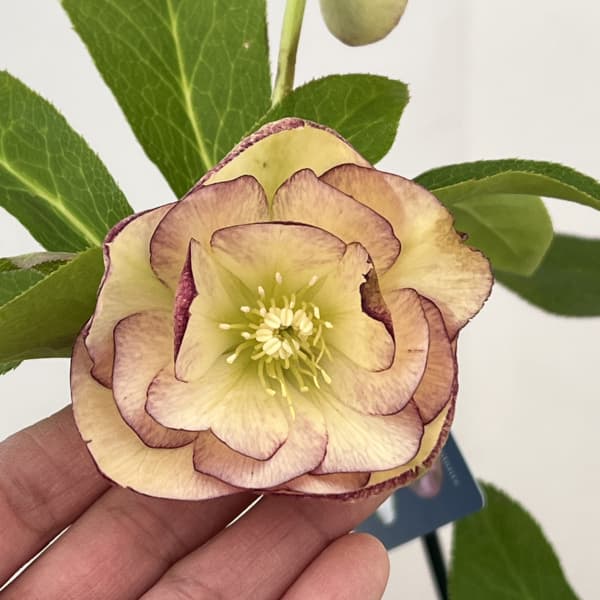 クリスマスローズ：ベーシックダブル26-01／1.5Lポット【現品販売】