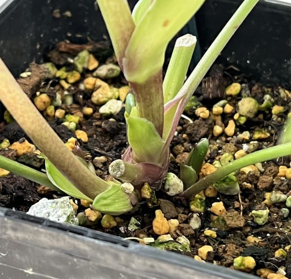 クリスマスローズ：ベーシックダブル26-01／1.5Lポット【現品販売】