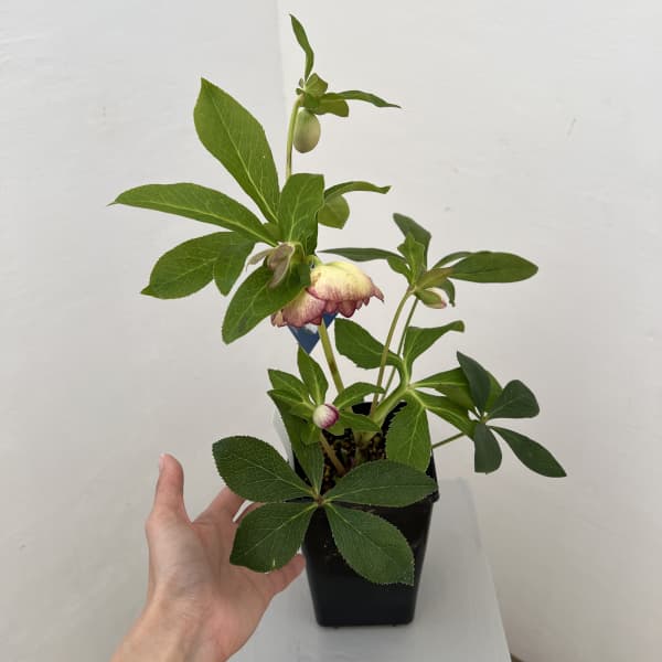 クリスマスローズ：ベーシックダブル26-01／1.5Lポット【現品販売】