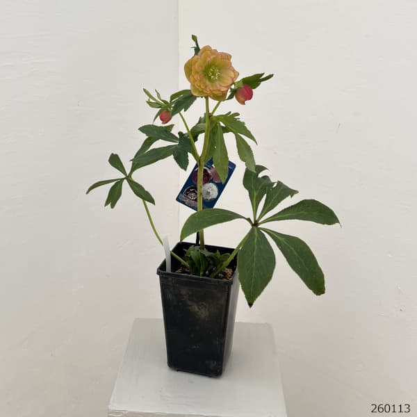 クリスマスローズ：ベーシックダブル26-02／1.5Lポット【現品販売】