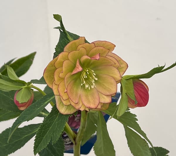 クリスマスローズ：ベーシックダブル26-02／1.5Lポット【現品販売】