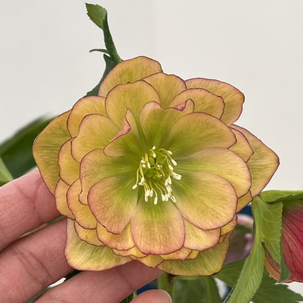 クリスマスローズ：ベーシックダブル26-02／1.5Lポット【現品販売】