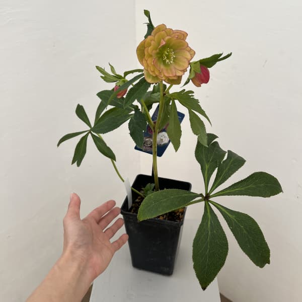 クリスマスローズ：ベーシックダブル26-02／1.5Lポット【現品販売】