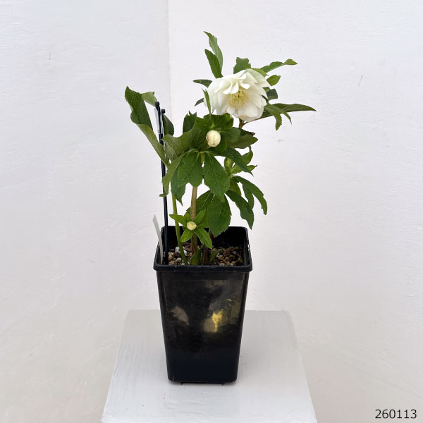 クリスマスローズ：ベーシックダブル26-03／1.5Lポット【現品販売】