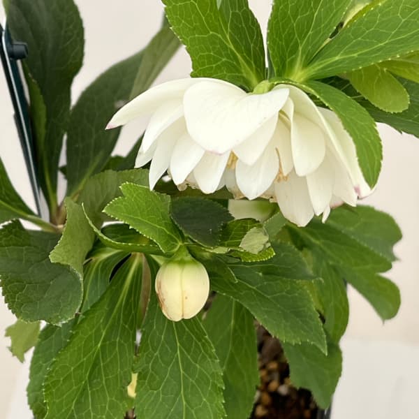 クリスマスローズ：ベーシックダブル26-03／1.5Lポット【現品販売】